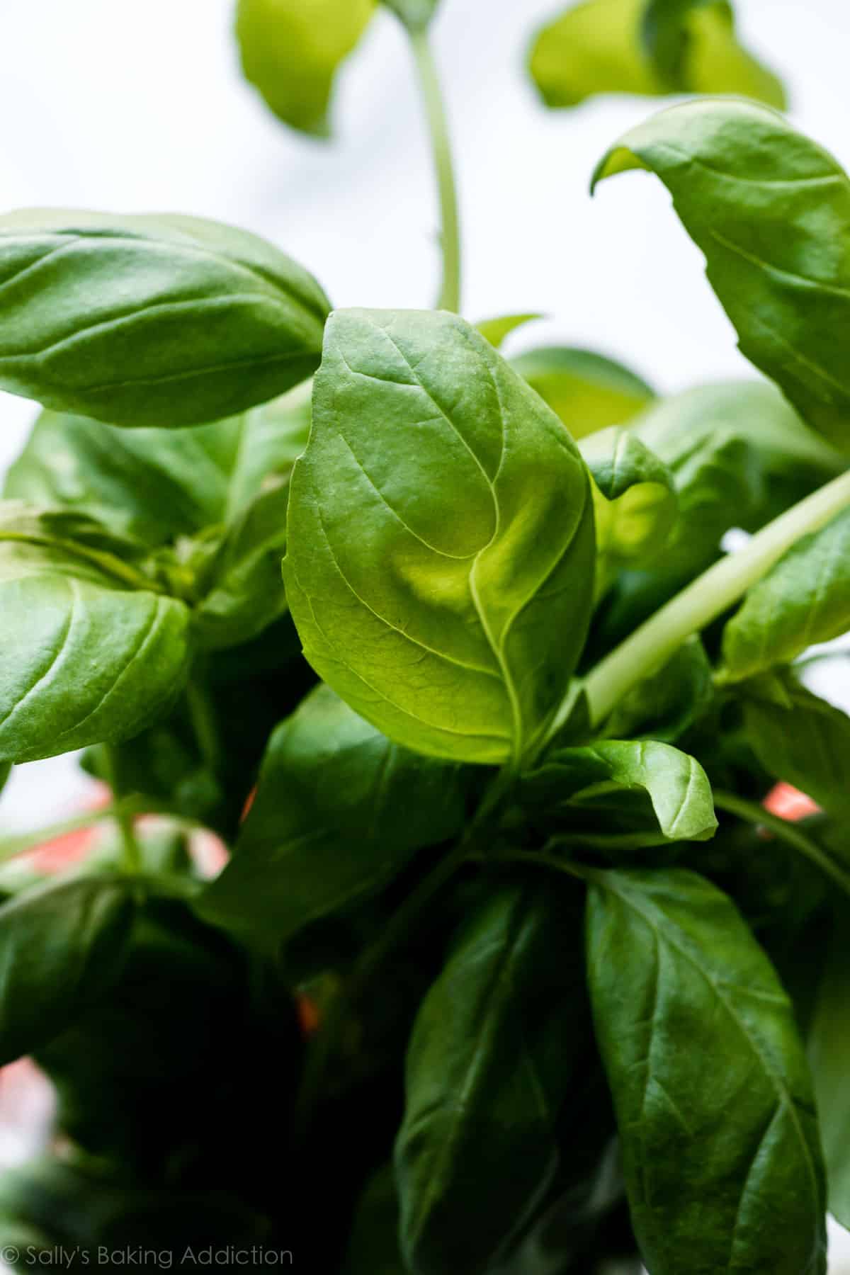 fresh basil