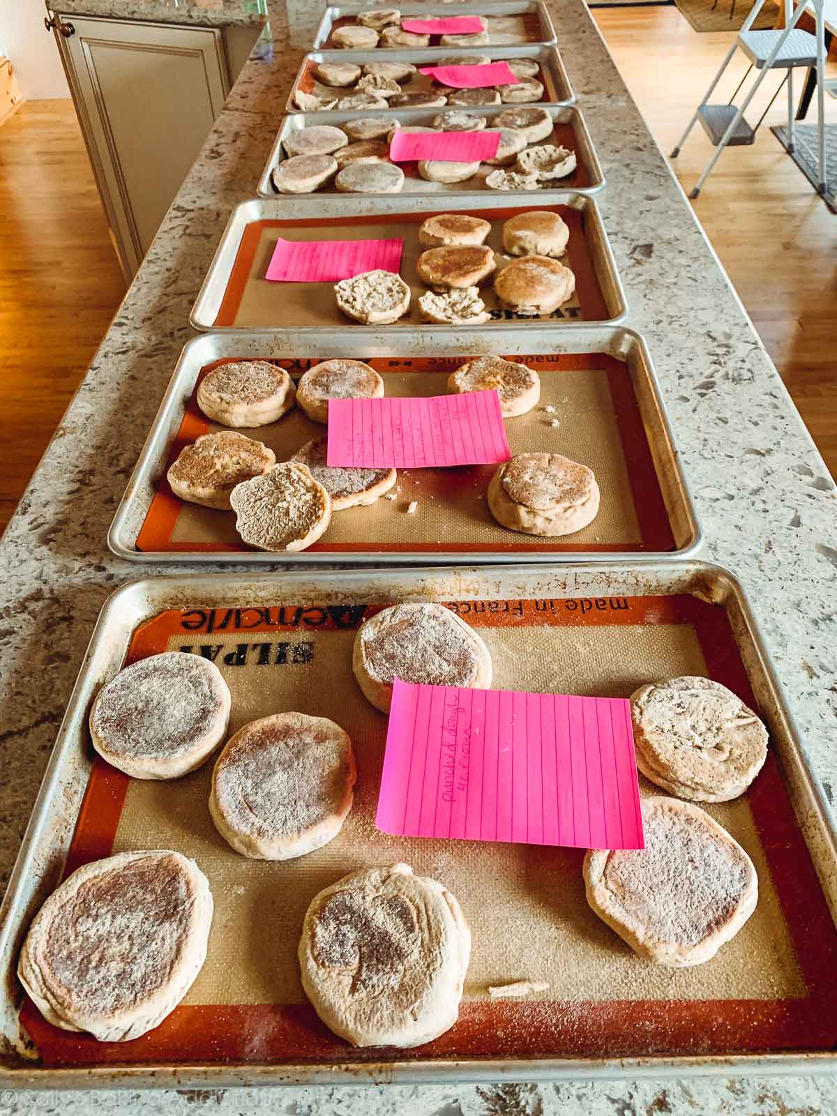 baking sheets with test batches of English muffins on top
